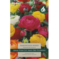 TAYLORS Ranunculus Mixed TAYLORS Ranunculus Mixed