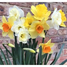 TAYLORS Narcissus Mixed For Naturalising 5Kg TAYLORS Narcissus Mixed For Naturalising 5Kg