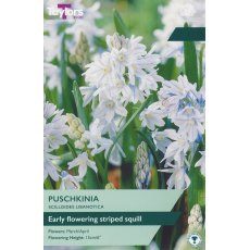 TAYLORS Puschkinia Scilloides Libanotica TAYLORS Puschkinia Scilloides Libanotica