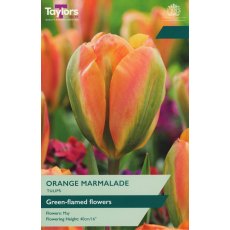 TAYLORS Tulip Orange Marmalade TAYLORS Tulip Orange Marmalade