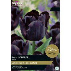 TAYLORS Tulip Paul Scherer TAYLORS Tulip Paul Scherer