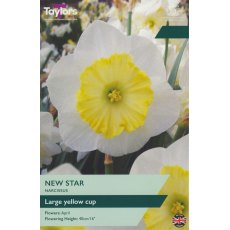 TAYLORS Narcissus New Star TAYLORS Narcissus New Star