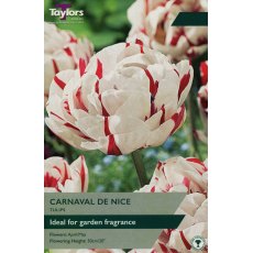 TAYLORS Tulip Carnaval De Nice TAYLORS Tulip Carnaval De Nice
