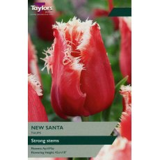 TAYLORS Tulip New Santa TAYLORS Tulip New Santa