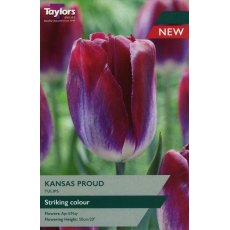 TAYLORS Tulip Kansas Proud TAYLORS Tulip Kansas Proud