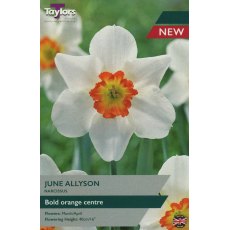 TAYLORS Narcissus June Allyson TAYLORS Narcissus June Allyson