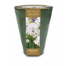 TAYLORS Paperwhite Ceramic Long Tom TAYLORS Paperwhite Ceramic Long Tom