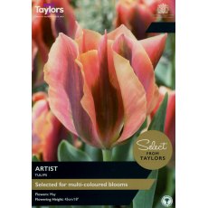 TAYLORS Tulip Artist TAYLORS Tulip Artist
