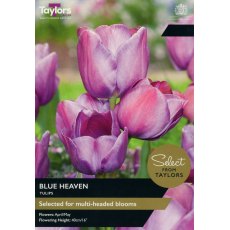 TAYLORS Tulip Blue Heaven TAYLORS Tulip Blue Heaven