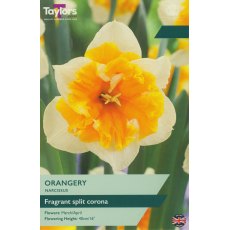 TAYLORS Narcissus Orangery TAYLORS Narcissus Orangery