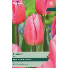 TAYLORS Tulip Involve TAYLORS Tulip Involve