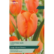 TAYLORS Tulip Lighting Sun TAYLORS Tulip Lighting Sun