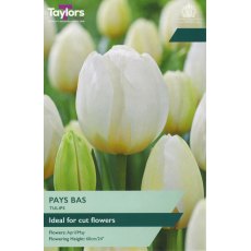TAYLORS Tulip Pays Bas TAYLORS Tulip Pays Bas