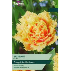 TAYLORS Tulip Brisbane TAYLORS Tulip Brisbane