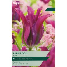 TAYLORS Tulip Purple Doll TAYLORS Tulip Purple Doll