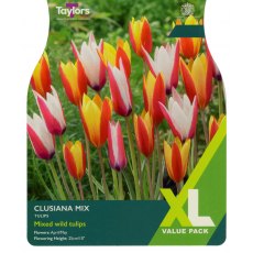 TAYLORS Tulip Clusiana Mix TAYLORS Tulip Clusiana Mix