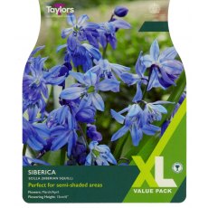 TAYLORS Scilla Siberica TAYLORS Scilla Siberica