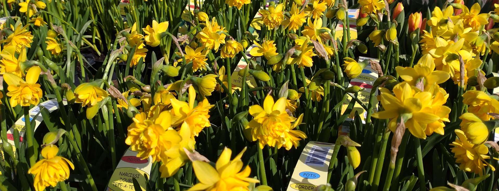 Spring Bulb Offer