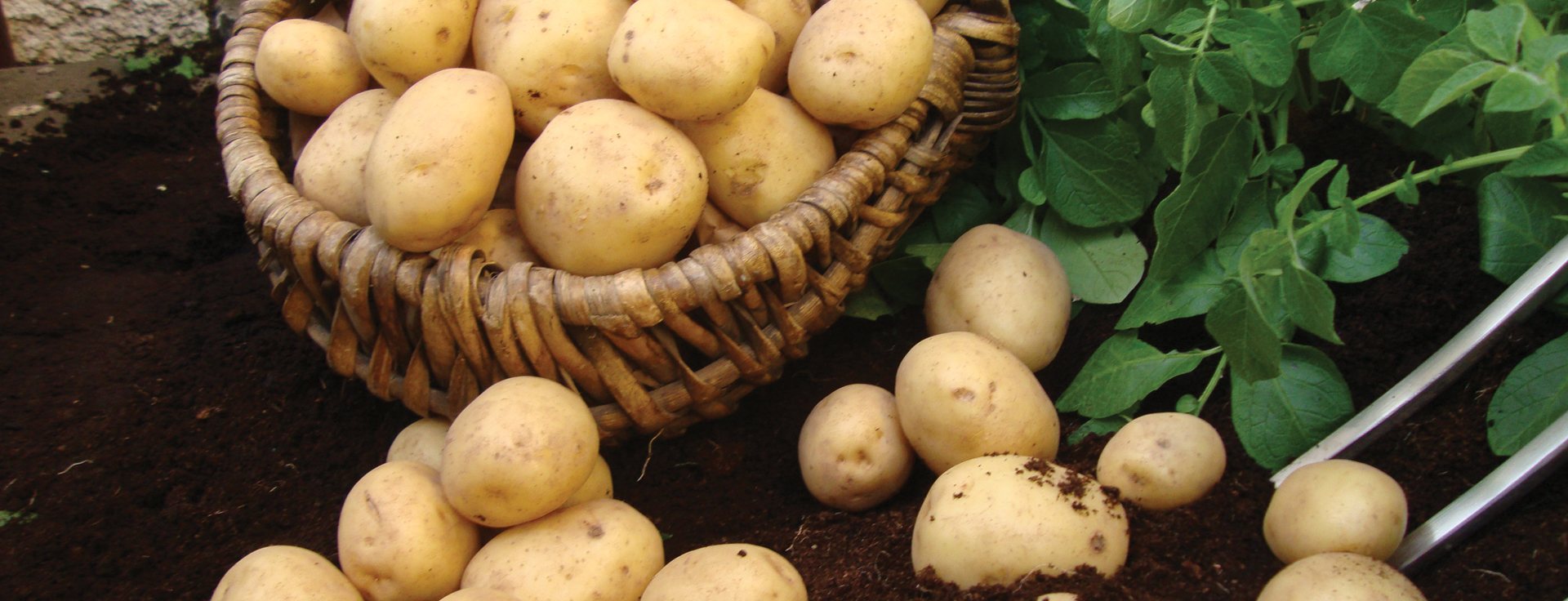 Seed Potatoes