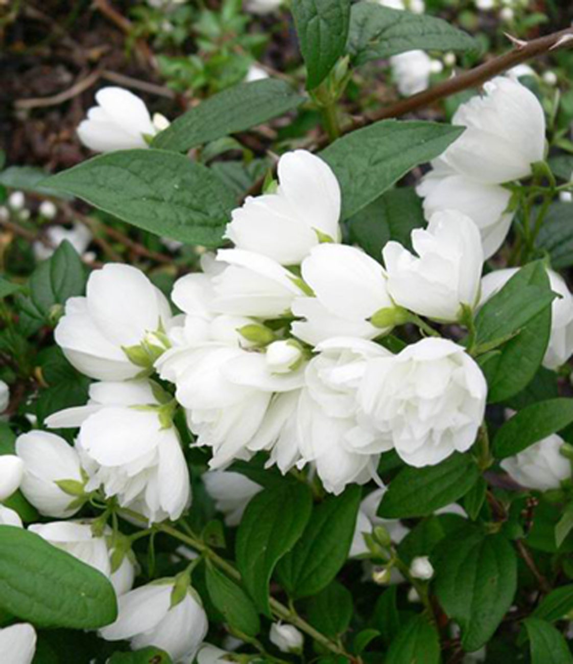 Philadelphus snowbelle deals