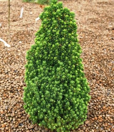 Picea glauca 'Lilliput' 3L - Willowbrook Nursery and Garden Centre