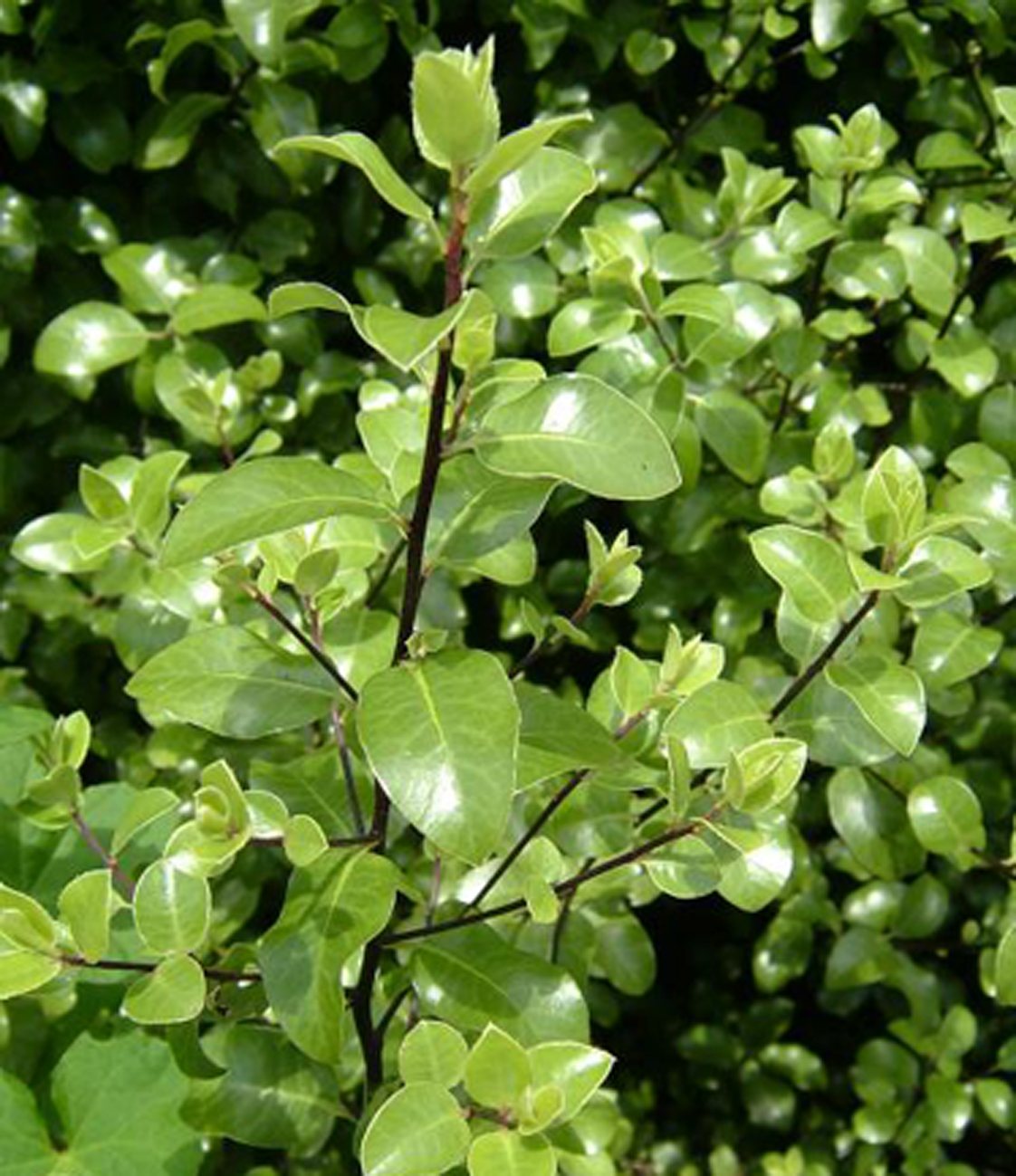 Pittosporum tenuifolium 3L - Willowbrook Nursery and Garden Centre