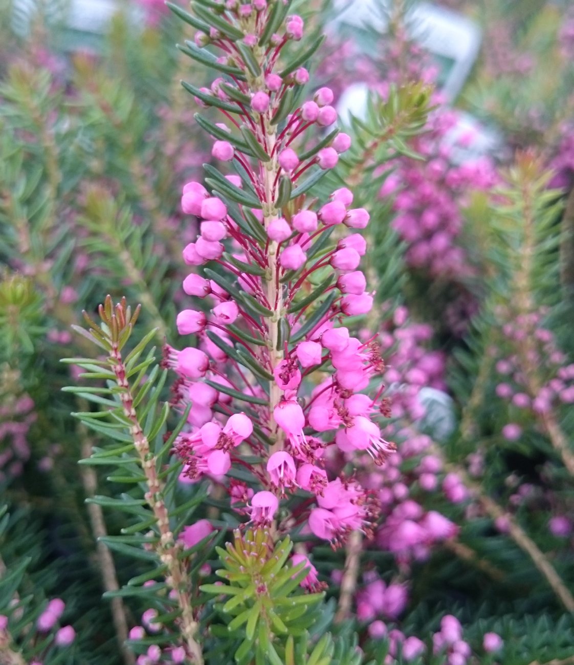 SUMMER HEATHER Erica vagans Mrs. D.F. Maxwell' 9cm - Willowbrook ...