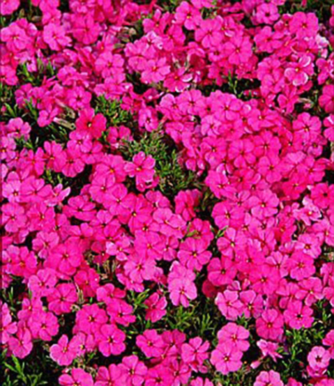 ALPINE Phlox douglasii 'Red Admiral' 9cm - Willowbrook Nursery and ...