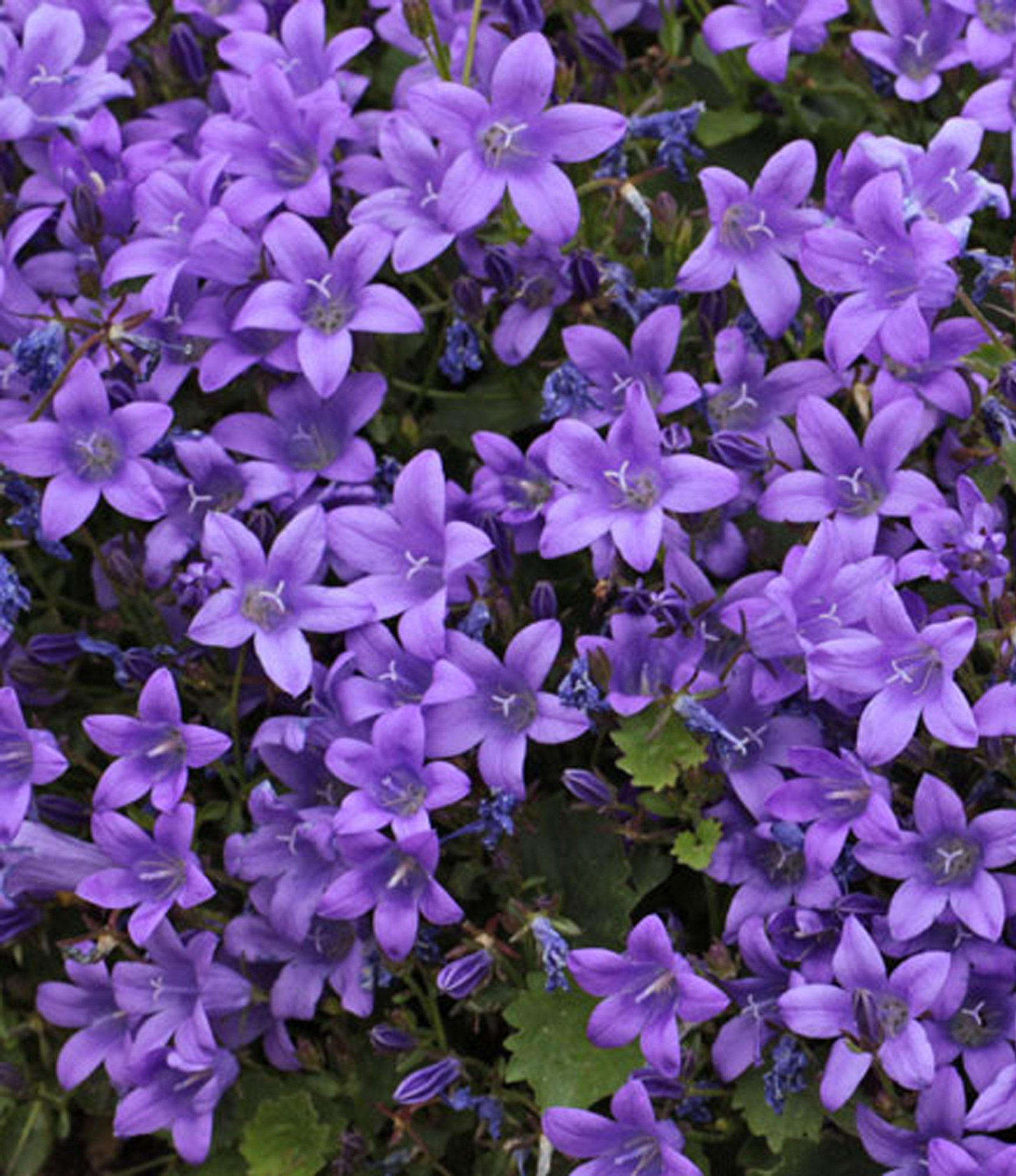 ALPINE Campanula portenschlagiana 'Catharina' 1L - Willowbrook Nursery ...