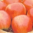 Apple (Malus) Saturn - Bush - M26 12L Apple (Malus) Saturn - Bush - M26 12L