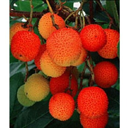 Arbutus unedo 3L Arbutus unedo 3L
