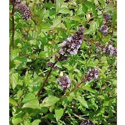 HERB Mint - Chocolate Peppermint 9cm HERB Mint - Chocolate Peppermint 9cm