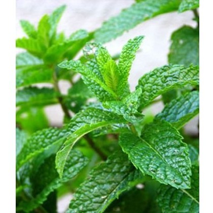 HERB Mint - Garden 8.5/9cm9cm HERB Mint - Garden 8.5/9cm9cm