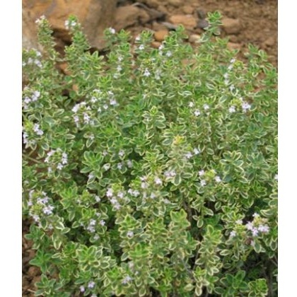 HERB Thyme - Lemon 8.5/9cm HERB Thyme - Lemon 8.5/9cm