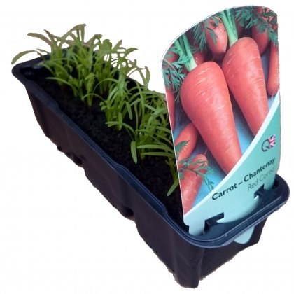 Carrot - Chantenay (Red Cored) STRIP Carrot - Chantenay (Red Cored) STRIP