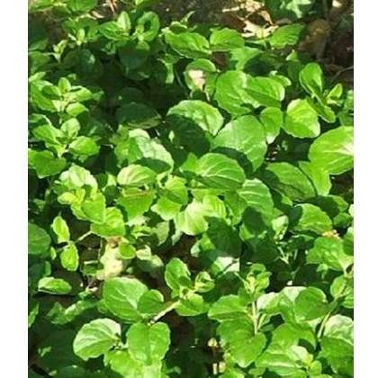 HERB Mint - Indian 8.5cm/9cm HERB Mint - Indian 8.5cm/9cm