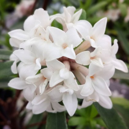 Daphne x transatlantica Eternal Fragrance 2L Daphne x transatlantica Eternal Fragrance 2L