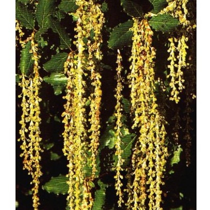 Garrya elliptica James Roof 3L Garrya elliptica James Roof 3L