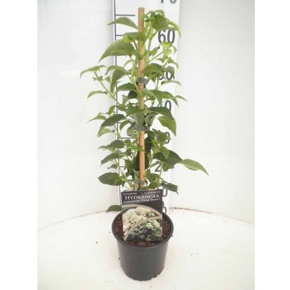 Hydrangea petiolaris Flying Saucer 2L Hydrangea petiolaris Flying Saucer 2L
