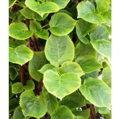 Hydrangea petiolaris Mirranda 2L Hydrangea petiolaris Mirranda 2L