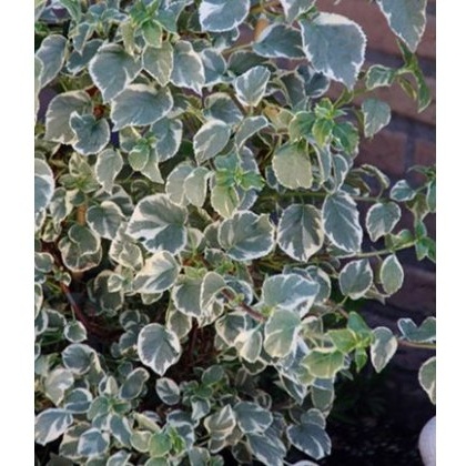 Hydrangea petiolaris Silver Lining 2L Hydrangea petiolaris Silver Lining 2L