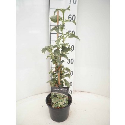 Hydrangea petiolaris Silver Lining 2L Hydrangea petiolaris Silver Lining 2L