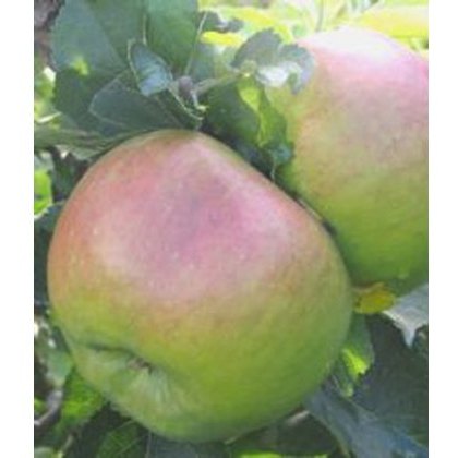 Apple (Malus) Bramleys Seeding - Bush - M26 12L Apple (Malus) Bramleys Seeding - Bush - M26 12L