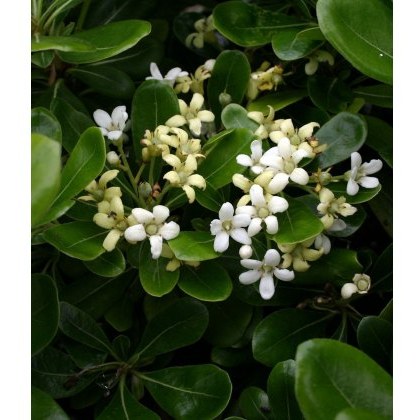 Pittosporum tobira Nanum 3L Pittosporum tobira Nanum 3L