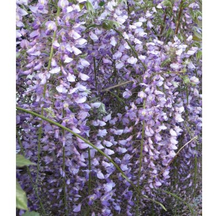 Wisteria floribunda Royal Purple (SYN. KOKURYU) 5L Wisteria floribunda Royal Purple (SYN. KOKURYU) 5L
