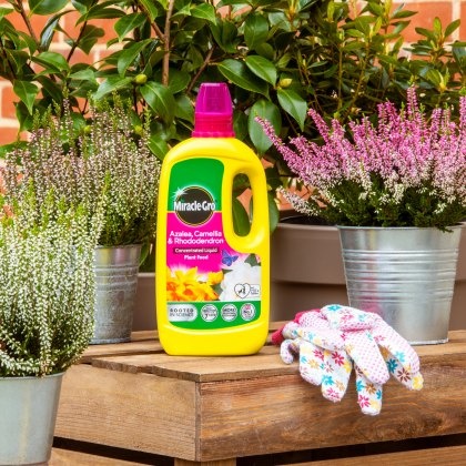 MIRACLE-GRO® Azalea, Camellia & Rhododendron Concentrated Liquid Plant Food 800ml MIRACLE-GRO® Azalea, Camellia & Rhododendron Concentrated Liquid Plant Food 800ml
