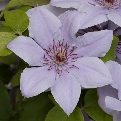Clematis Bernadine™ Boulevard® Evipo061(N) 3L Deep / Fan-Trellis Clematis Bernadine™ Boulevard® Evipo061(N) 3L Deep / Fan-Trellis