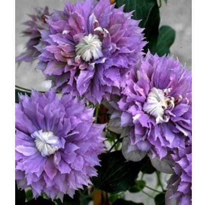 Clematis Diamantina (Evipo039) 3L BLUE Clematis Diamantina (Evipo039) 3L BLUE