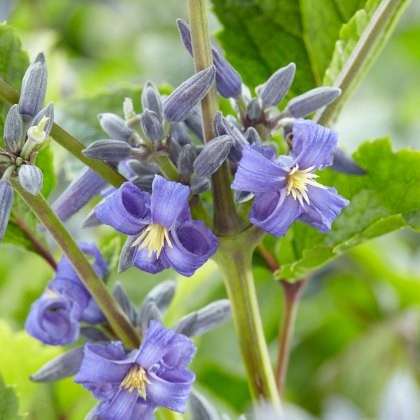 Clematis heracifolia New Love 3L Clematis heracifolia New Love 3L