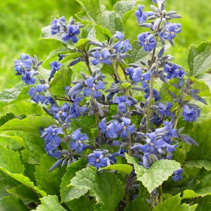 Clematis heracifolia New Love 3L Clematis heracifolia New Love 3L